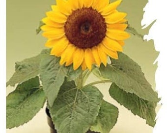 Dwarf Sunspot Sunflower Seeds - Helianthus annuus - B263