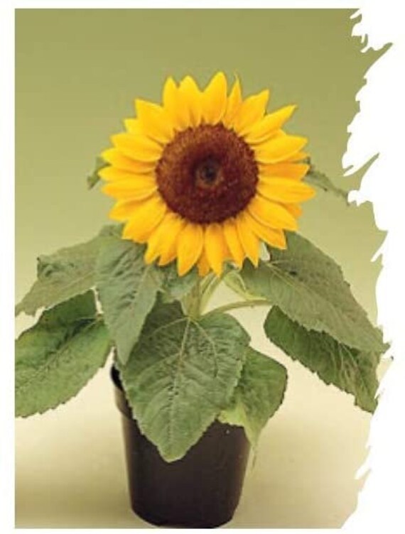 Dwarf sunflowers on sale