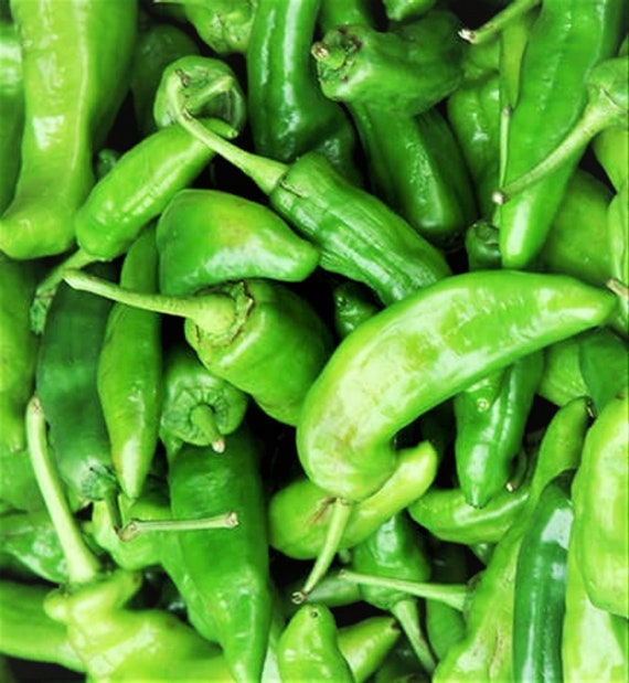 Heirloom Anaheim Pepper Seeds Capsicum Annuum B138 - Etsy