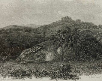 Mounted Original Print - Resting Hare