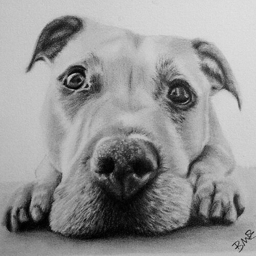 Gift Certificate For A Custom Graphite or Colored Pencil Portrait Drawn From Your Photos, Family Or shops Pet Portraits