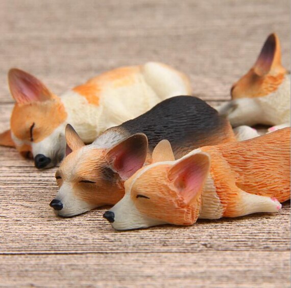 small corgi