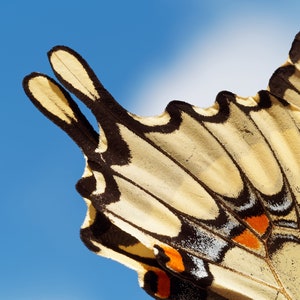 Swallowtail Butterfly -- photo, digital download