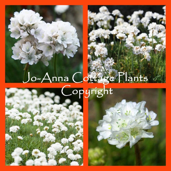 Armeria Maritima Alba Thrift - 1 Litre Pot