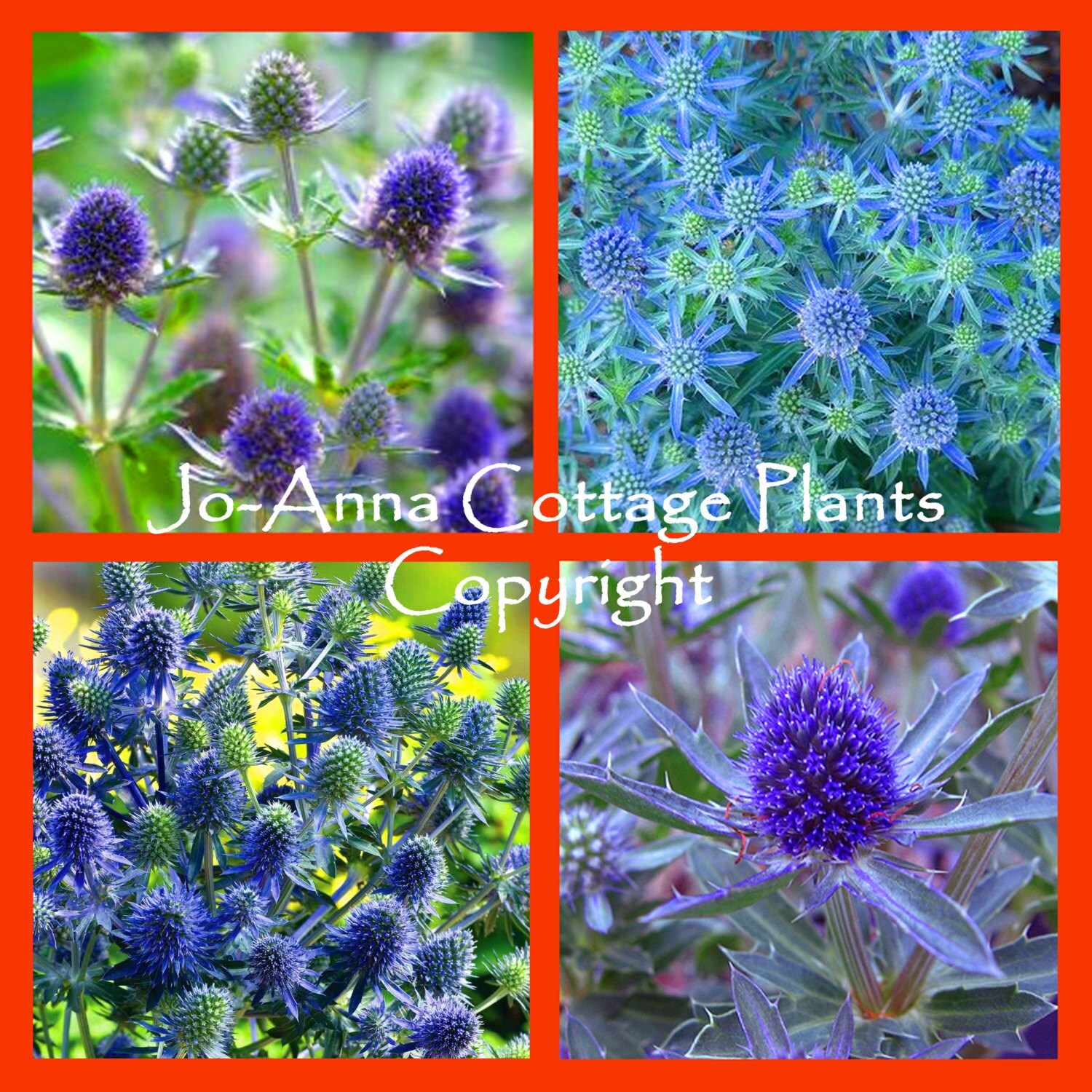 Eryngium Blue Hobbit Dwarf Sea Holly 1 LITRE POT Etsy UK