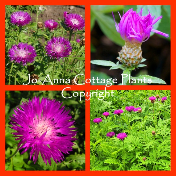 4 X CENTAUREA DEALBATA CORNFLOWER IN 1 LTR POTS