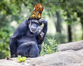 funny monkey photography print chimpanzee photography funny etsy