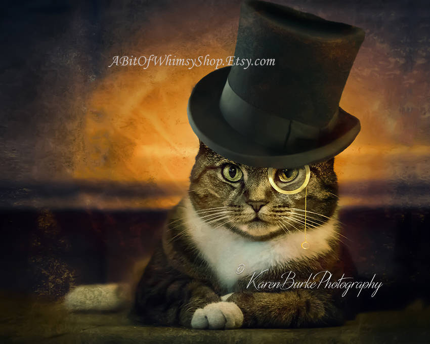 Portrait of a Beautiful Funny Cat in a 