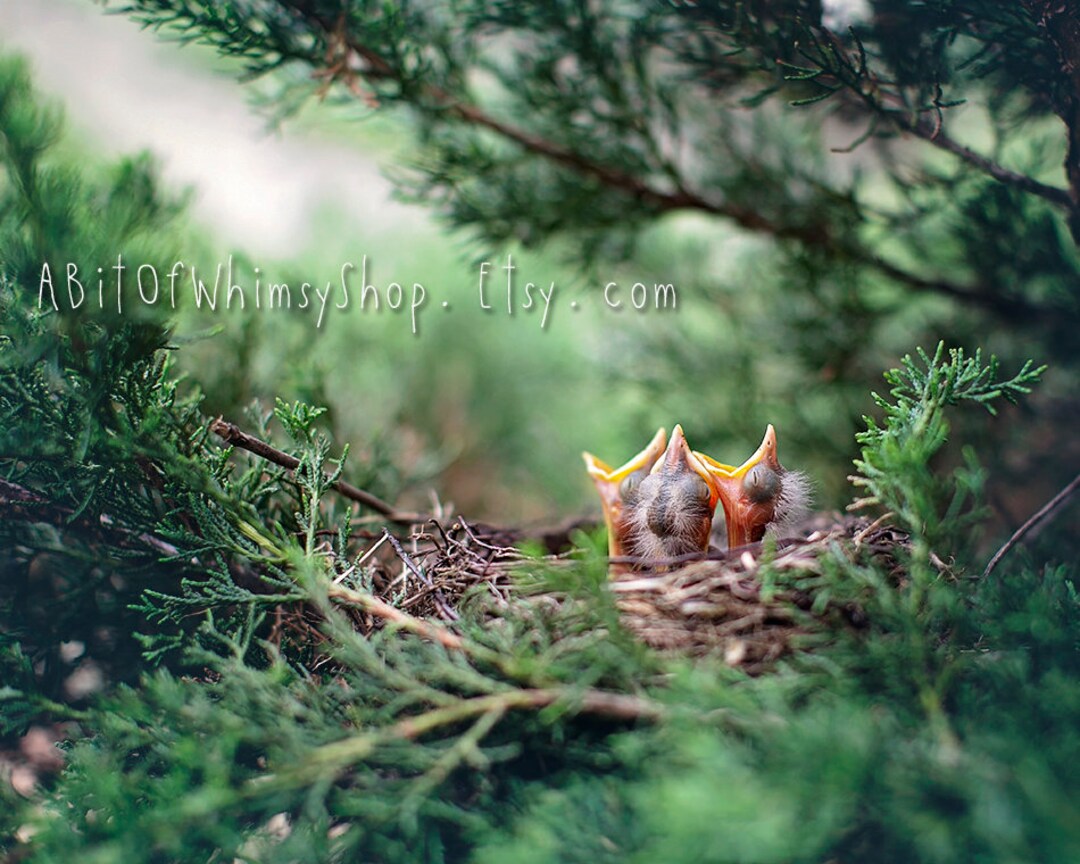 Baby Birds, Photography Print, Robin Nest, New Born, Wild Life