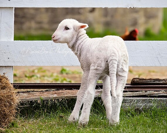 Cute Baby Lamb Photography Print New England Farm Newborn Etsy
