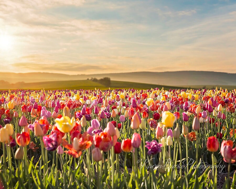 Tulip Field, Sunset Flower Field, Floral Landscape, Fine Art Print