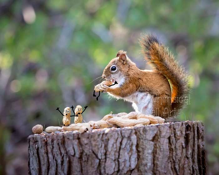 Funny Red Squirrel Print Squirrel Photography Funny Wall - Etsy Australia Funny Red Squirrel Print Squirrel Photography Funny Wall - Etsy Australia