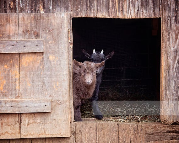 Dwarf Goats Baby Goat Print Farm Animals Pygmy Goats Barn Etsy
