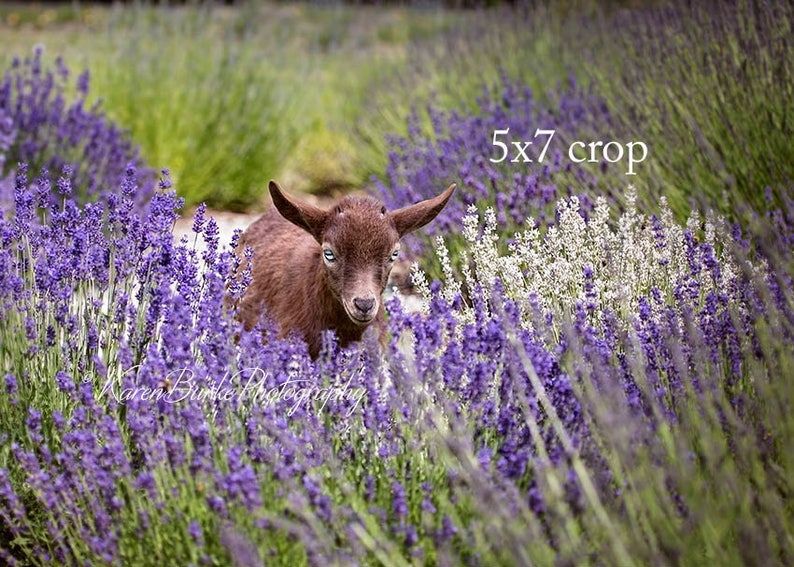 Baby Goat Lavender Field Dwarf Goat Whimsical Animals Etsy
