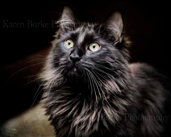 Cat Portrait Print Black Cat Maine Coon Cat Kitty Etsy