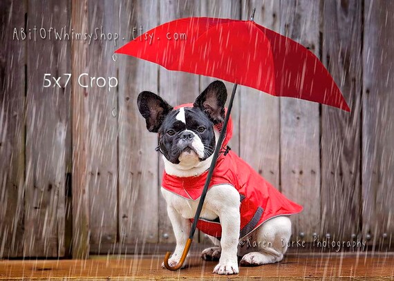 frenchie umbrella