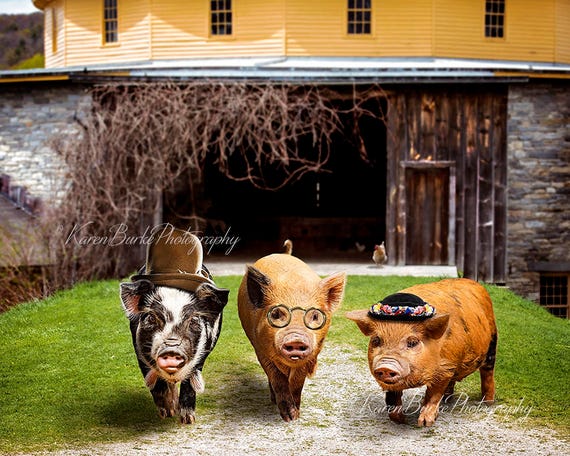teacup pigs in boots