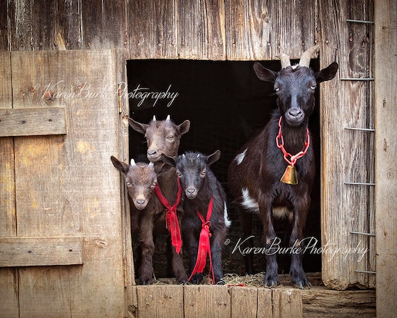 Chevres Naines Imprimes De Chevres De Bebe Animaux De Ferme Etsy