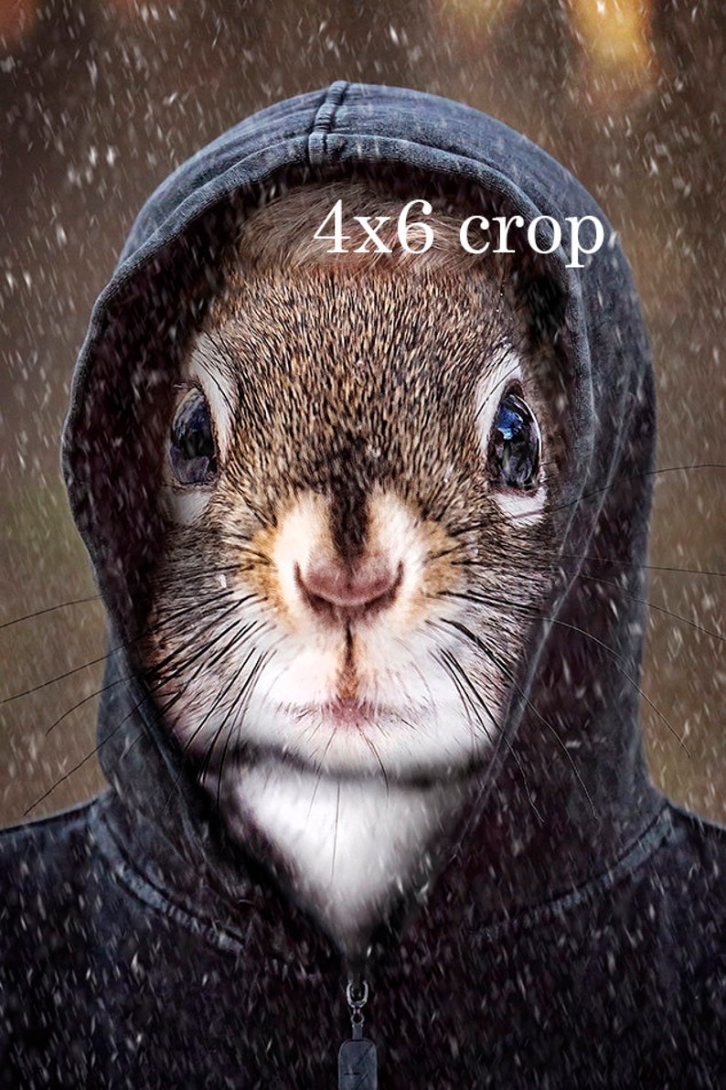 Whimsical Squirrel Funny Animal art Photography Print Etsy