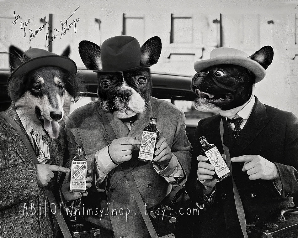 Three Stooges Funny Dogs Photography Print Vintage Photo - Etsy Three Stooges Funny Dogs Photography Print Vintage Photo - Etsy