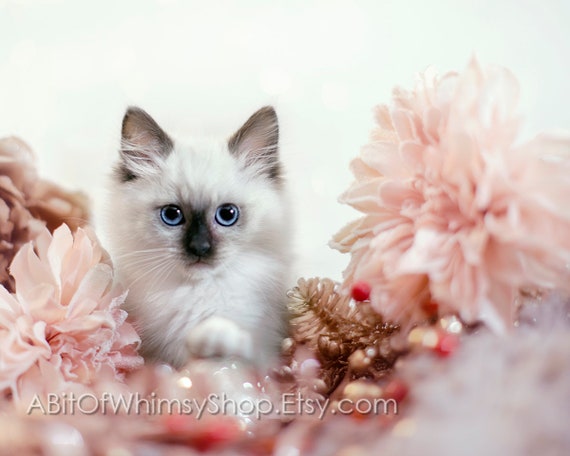 Ragdoll Kitten Photography Print Pink and white Blue eyes | Etsy