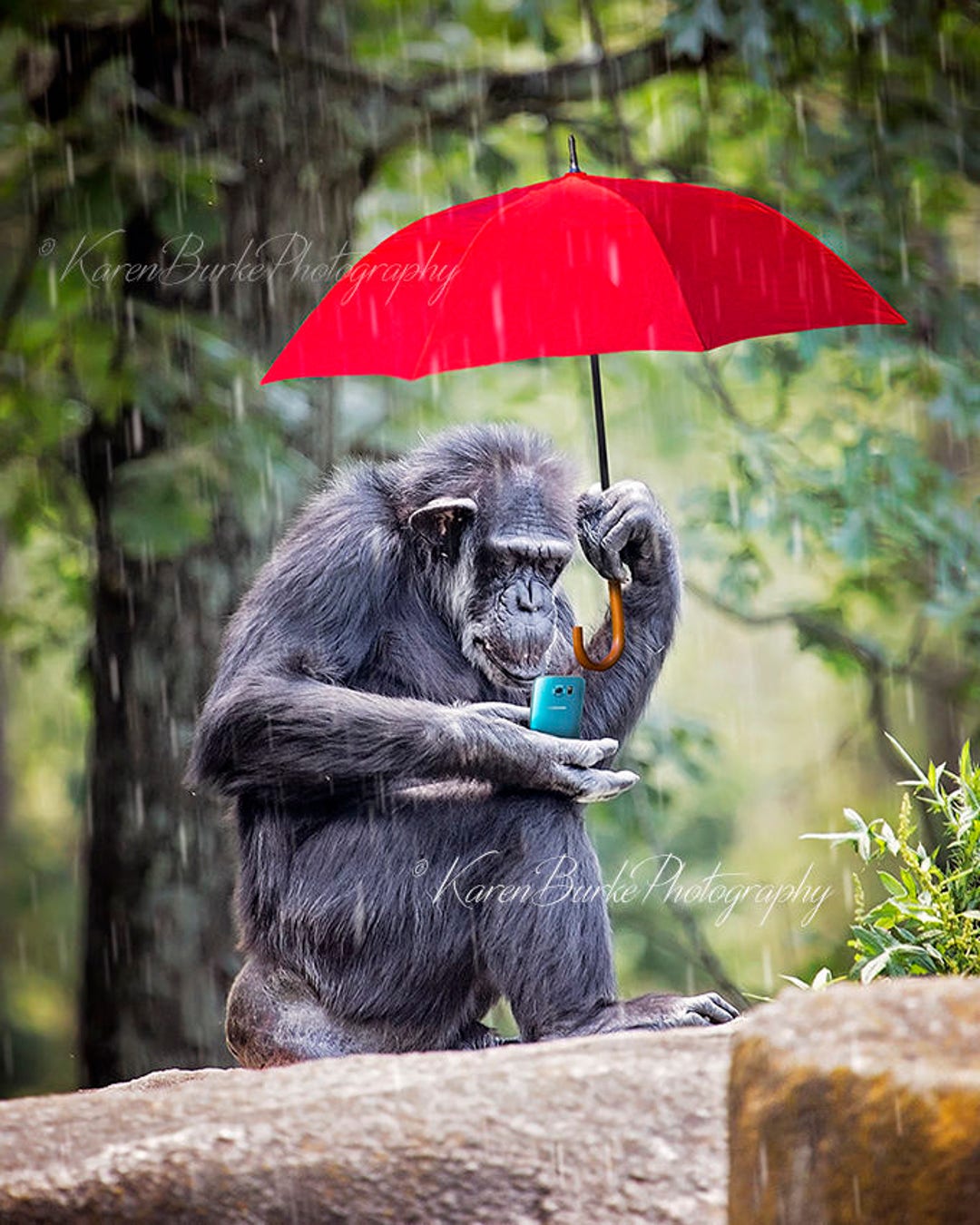 Buy Funny Monkey Photography Print Chimpanzee Photography Funny ...