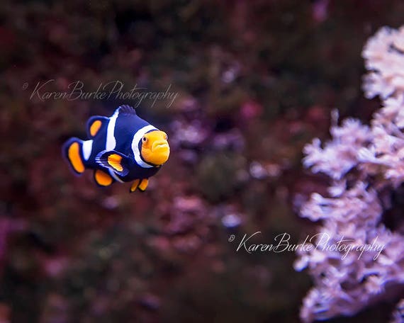 tropical clown fish