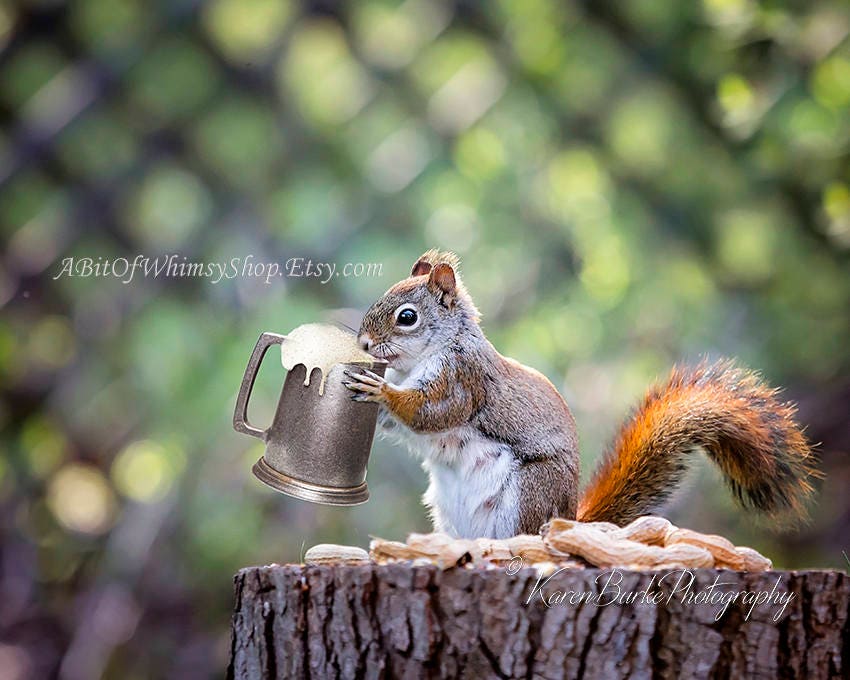 Funny Squirrel Beer and Nuts Photography Print Whimsical - Etsy Funny Squirrel Beer and Nuts Photography Print Whimsical - Etsy