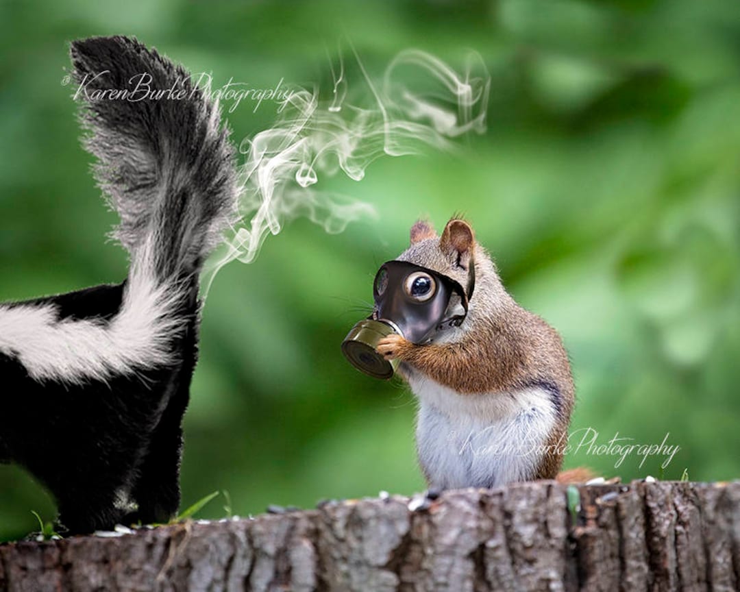 Funny Squirrel Print Whimsical Animal Art Skunk Spray Funny - Etsy