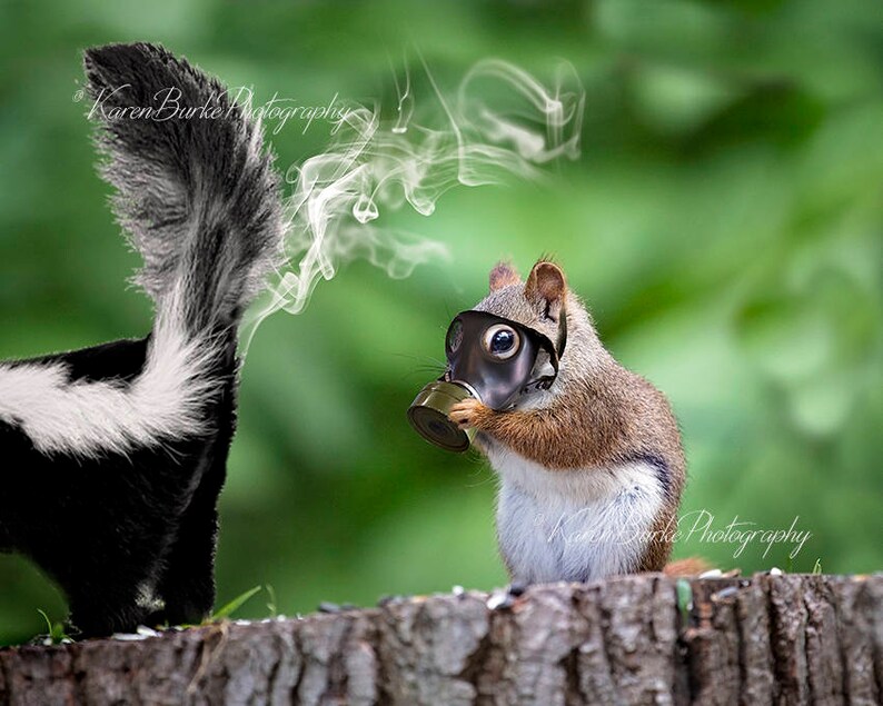Funny Squirrel Print, Whimsical Animal Art, Skunk Spray, Funny Animal