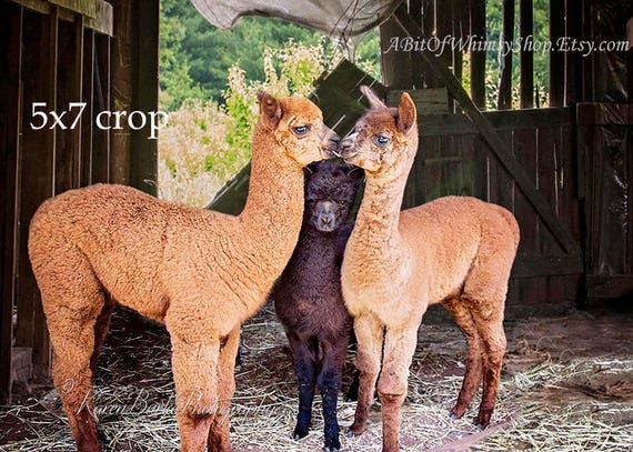 Bebes Dalpagas Impression De Photographie Portrait Etsy