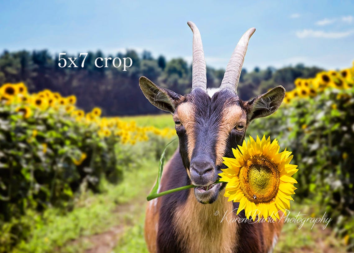 Funny Goat Print, Sunflower Field, Whimsical Goat Art, Goat Eating