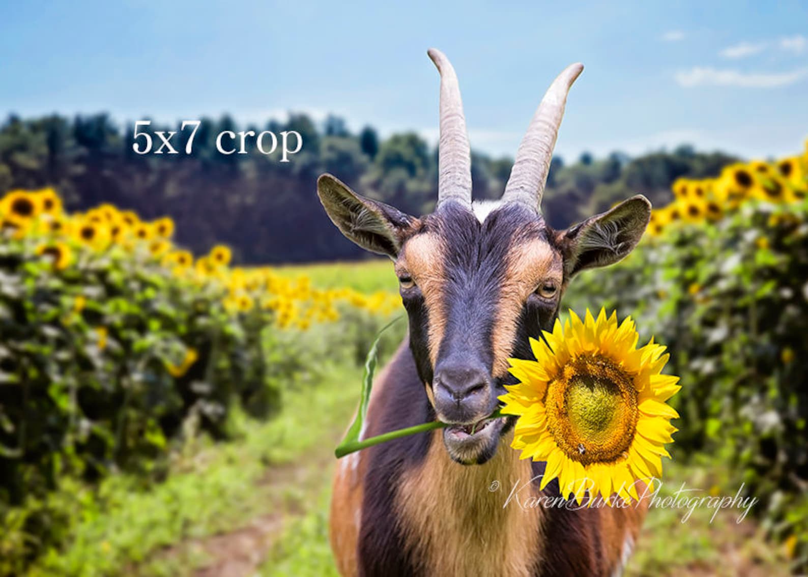 Funny Goat Print, Sunflower Field, Whimsical Goat Art, Goat Eating