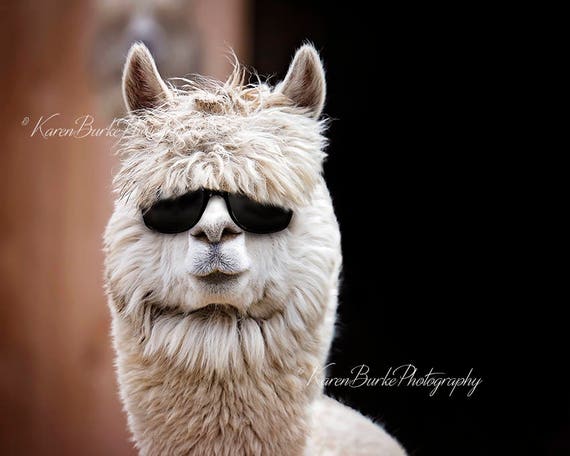 Funny Alpaca Print Alpaca Photography Funny Animals Animals - Etsy Israel Funny Alpaca Print Alpaca Photography Funny Animals Animals - Etsy Israel