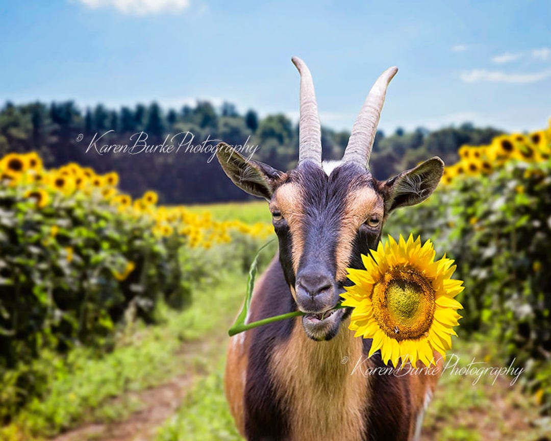Funny Goat Print, Sunflower Field, Whimsical Goat Art, Goat Eating