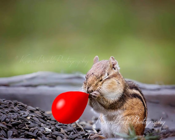 Buy Funny Chipmunk Whimsical Animal Art Funny Animals Red Online in India -  Etsy