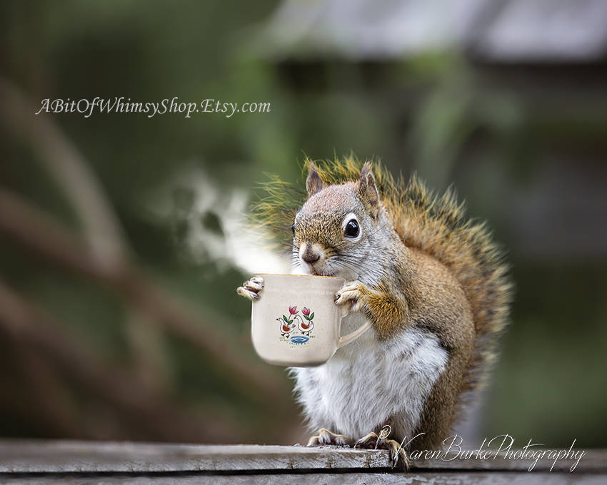 Red Squirrel Coffee Lover Photography Print Whimsical Etsy.de