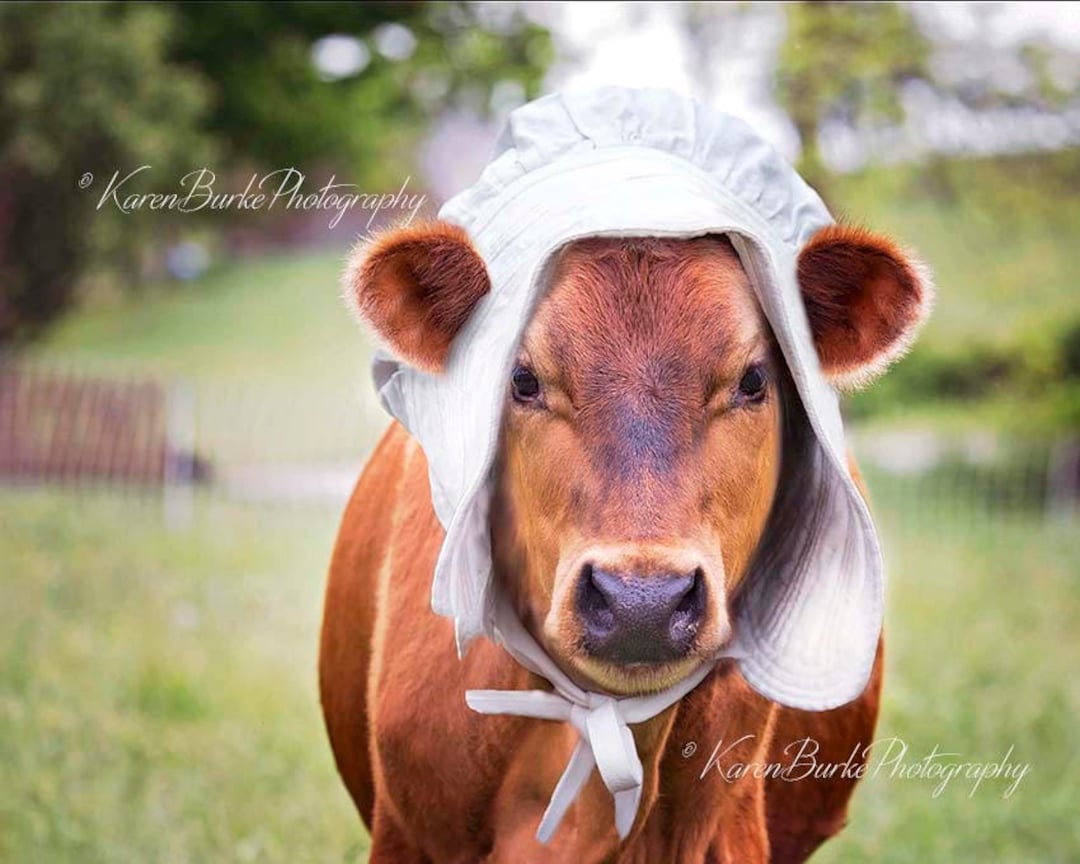 Whimsical Cow Print, Cow in Red Cow Print, Amish Cow, Farm