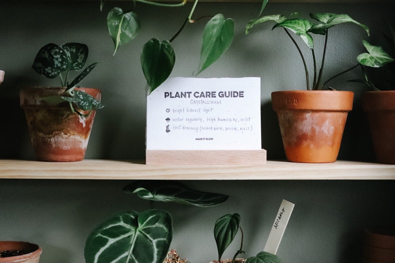 Seeded Plant Care Cards house plants gardening seeded paper plantable plant mom plant lover image 7