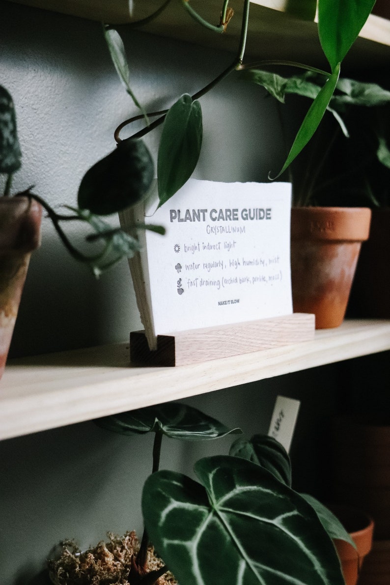 Seeded Plant Care Cards house plants gardening seeded paper plantable plant mom plant lover image 6