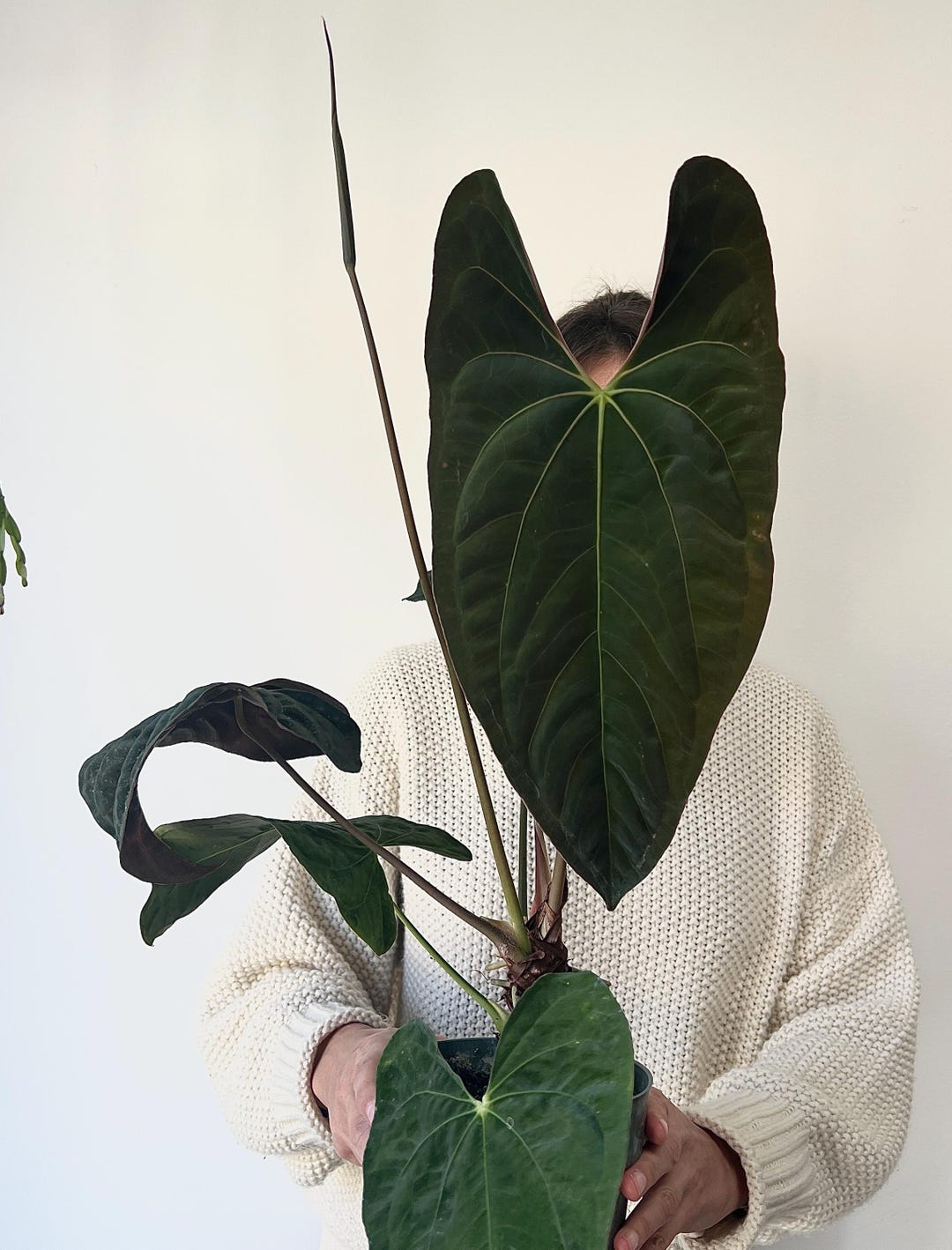Anthurium Papillilaminum No8 X (pap. Fort Sherman X Ralph Lynam) by ...