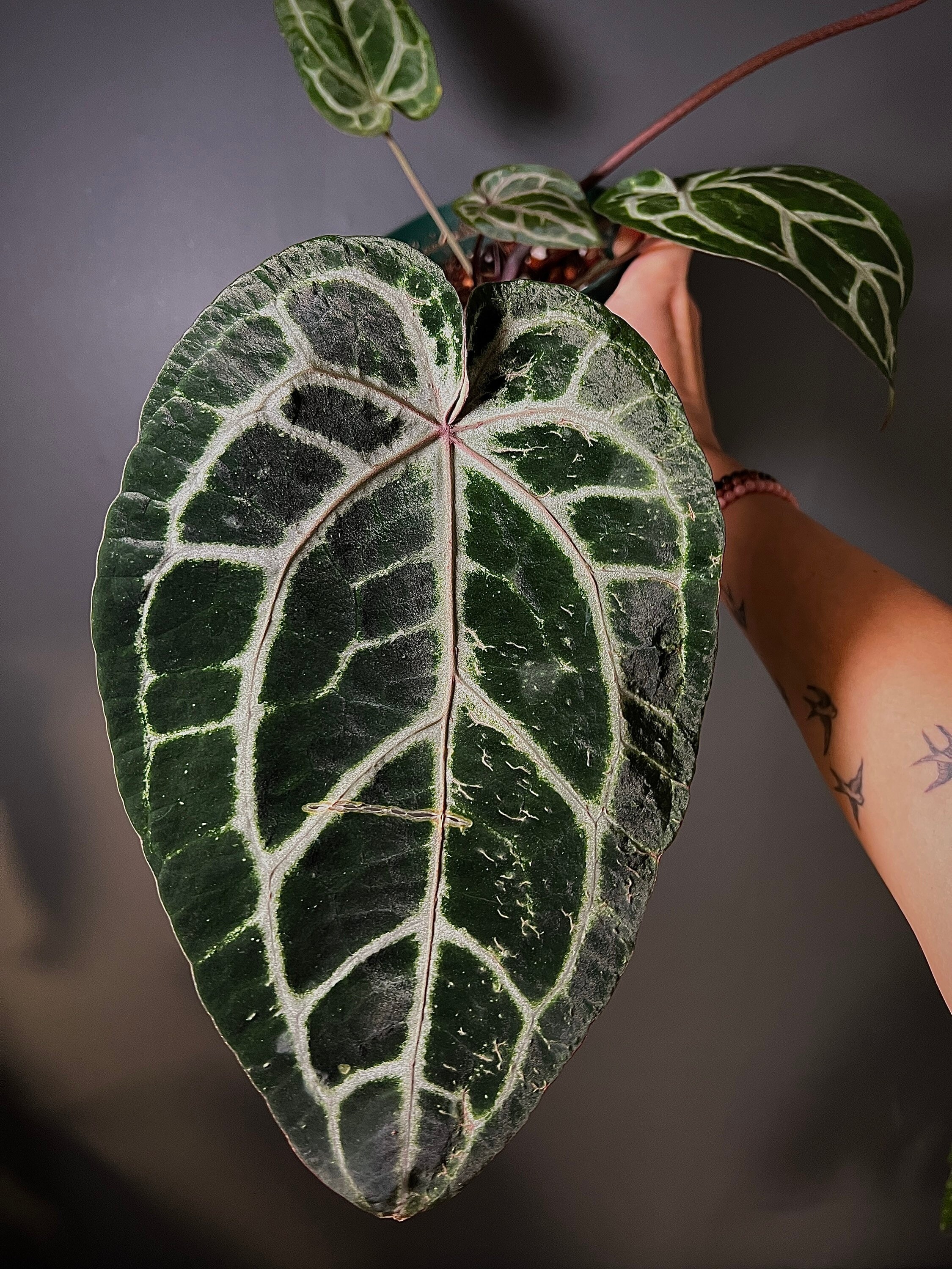 US Anthurium Doc Block Zara X Michelle F3 Hybrid Rare Aroid 6” - Etsy