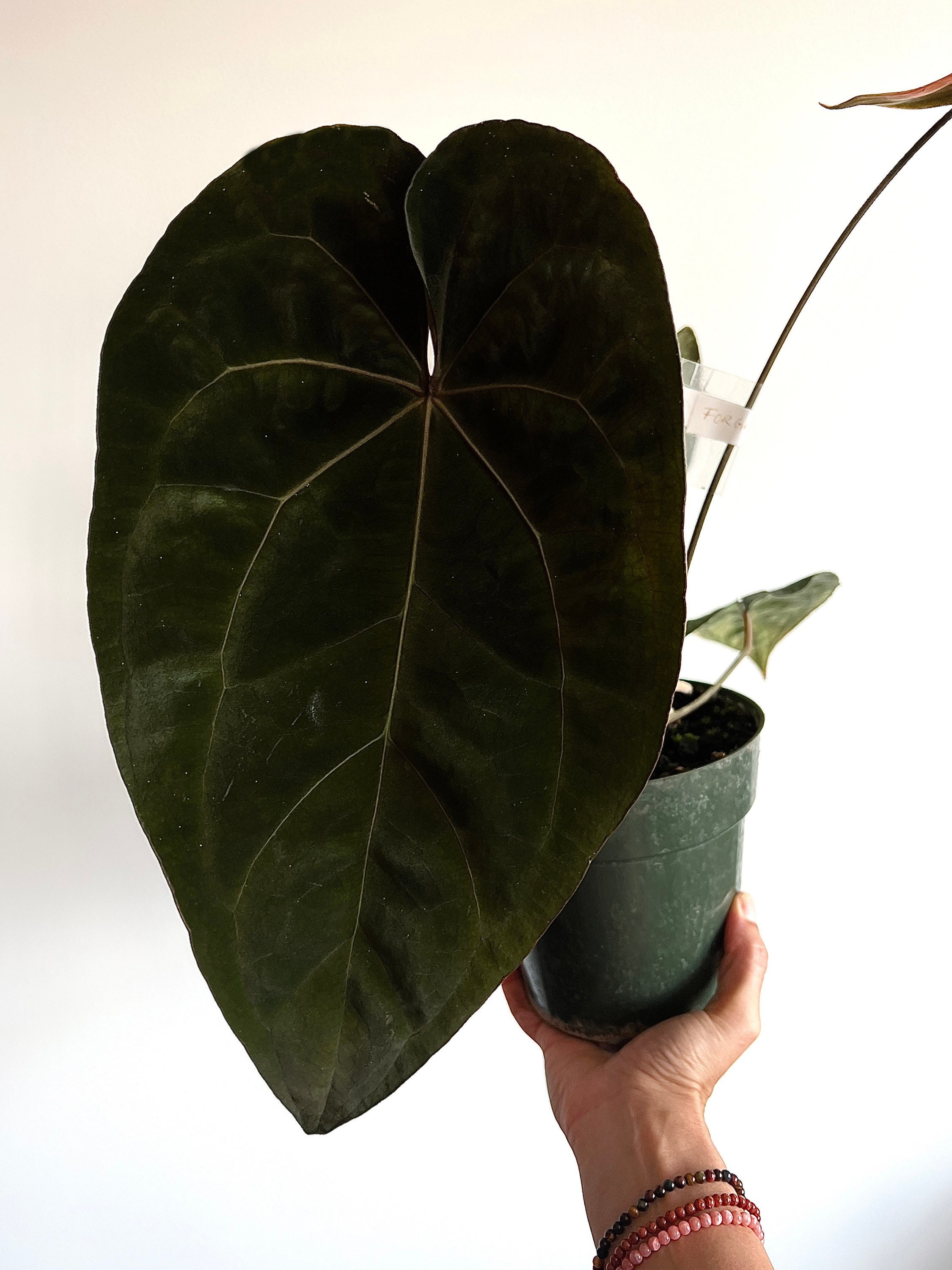 Anthuroom】 Anthurium 'Ace of Spades' (dark form) x Anthuroom】 Anthurium 'Ace of Spades' (dark form) x