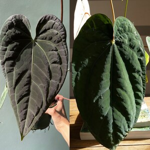 Anthurium (papillilaminum X Luxurians F2) X Dressleri RG