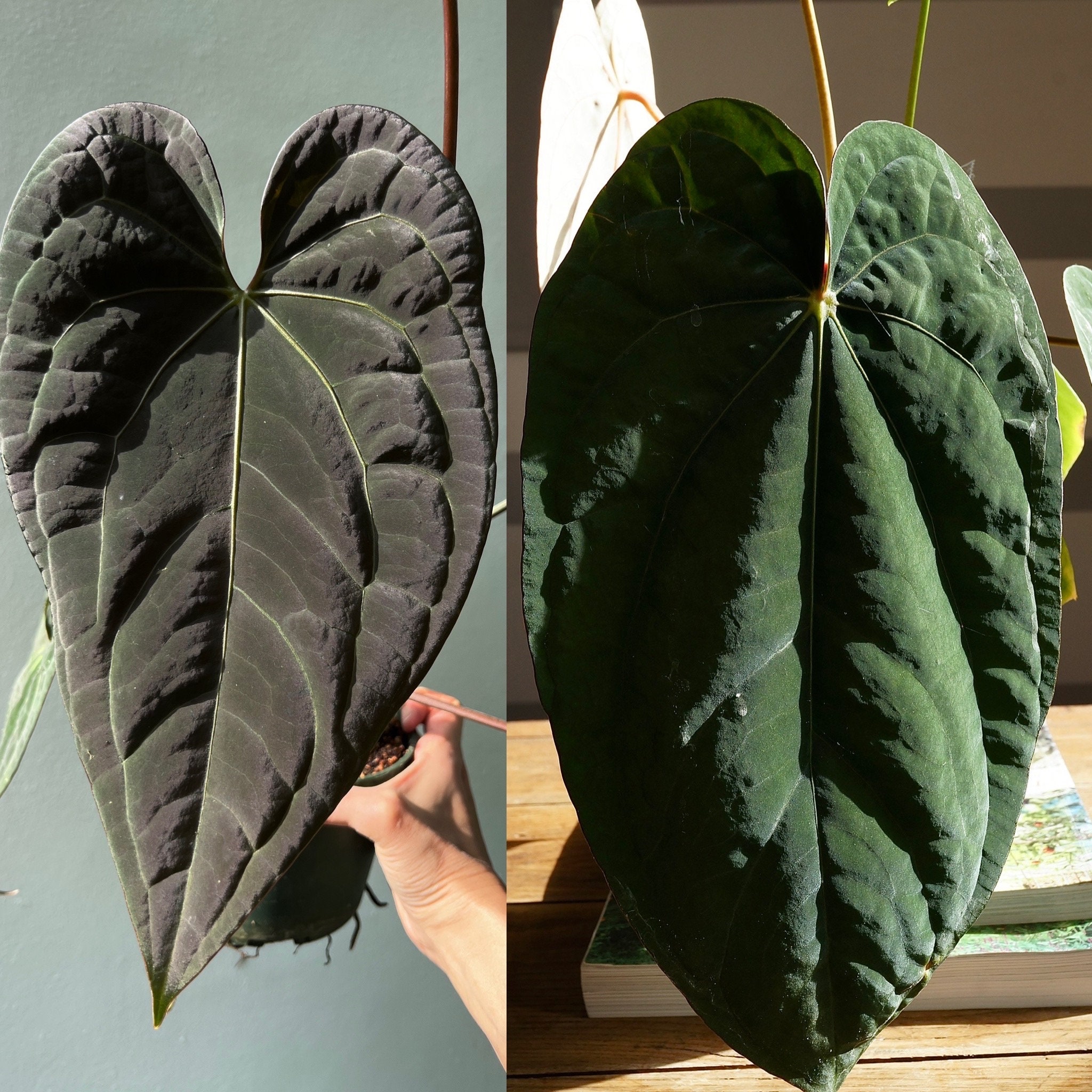 Anthurium (papillilaminum X Luxurians F2) X Dressleri RG Anthurium (papillilaminum X Luxurians F2) X Dressleri RG