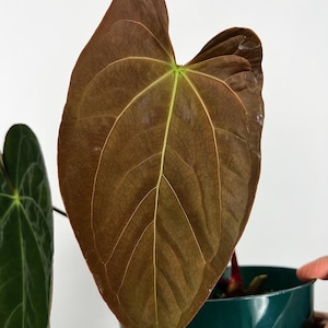 Tezula Anthurium Papillilaminum RA#5 x Hot Chocolate