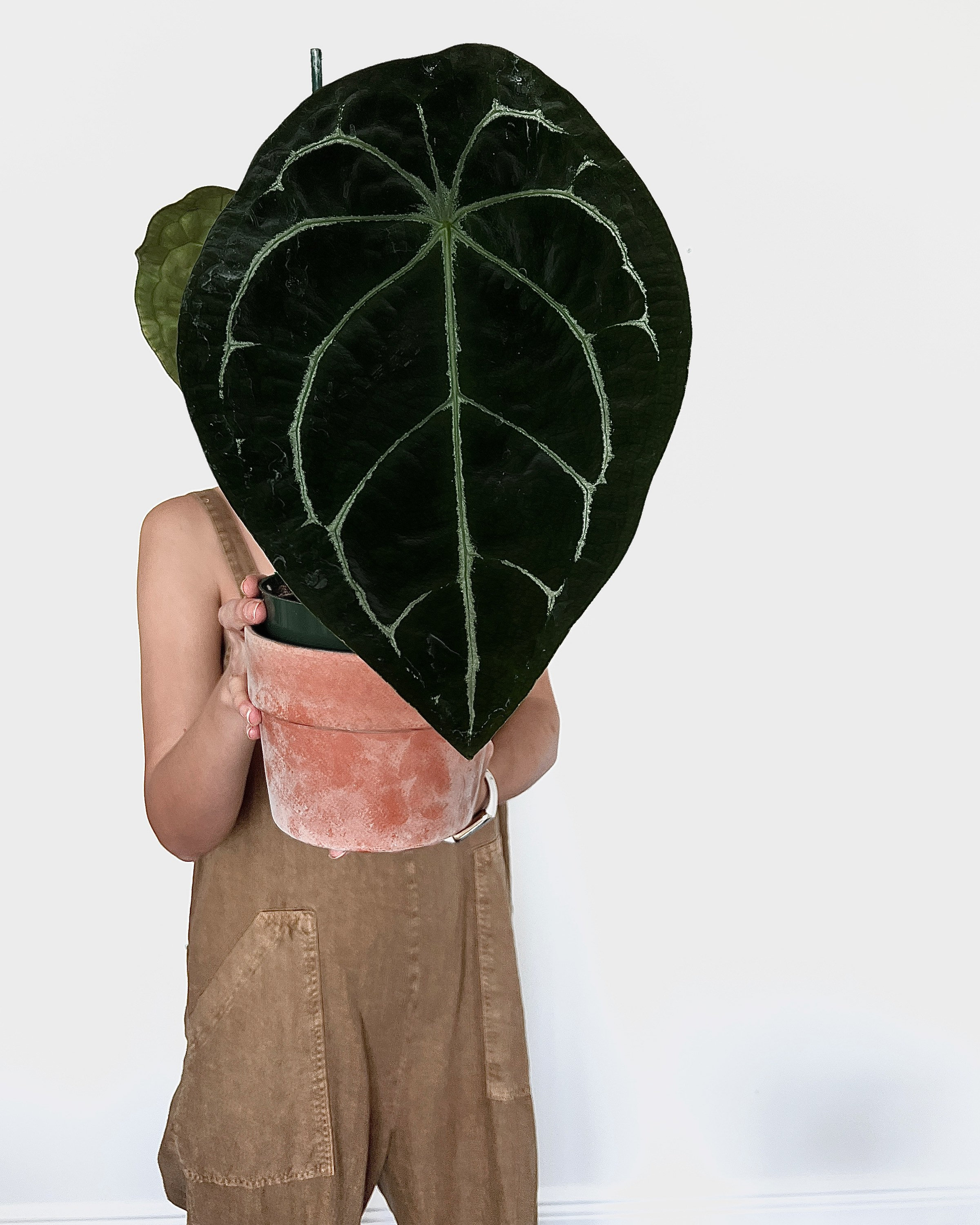 US Anthurium Forgetii X Besseae Aff Seedling Rare Aroid - Etsy