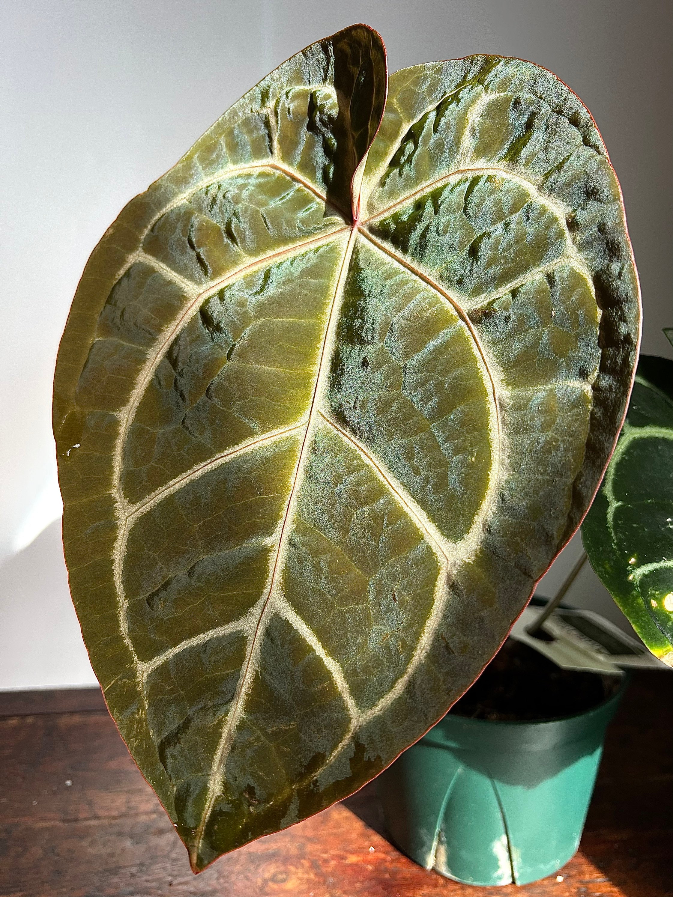 US Anthurium Doc Block Zara X Michelle F3 Hybrid Rare Aroid - Etsy