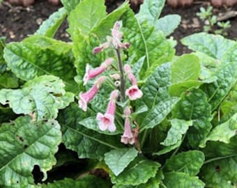 Rehmannia tincture