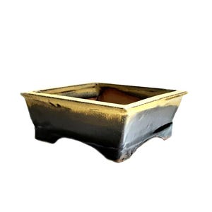 May include: A square bonsai pot with a dark, glossy finish and a light yellow rim. The pot has a low profile with four small feet. The interior of the pot is a warm brown colour.